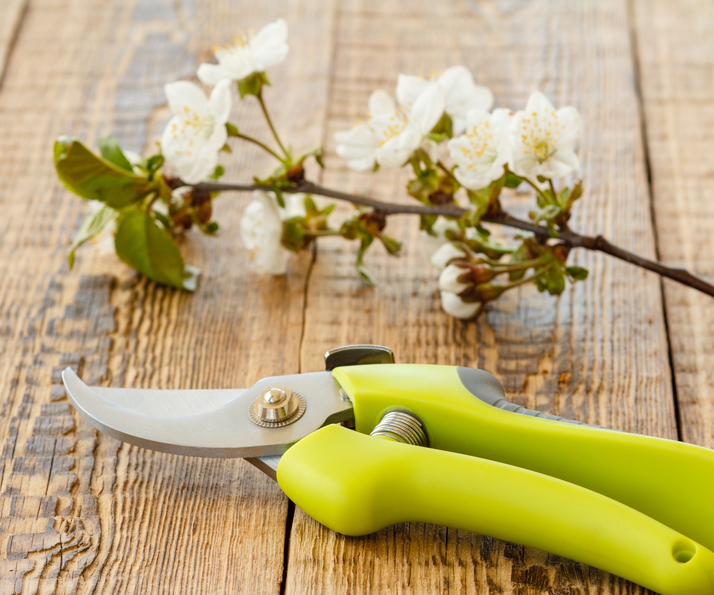 Hand shears, secateurs and cherry blossom