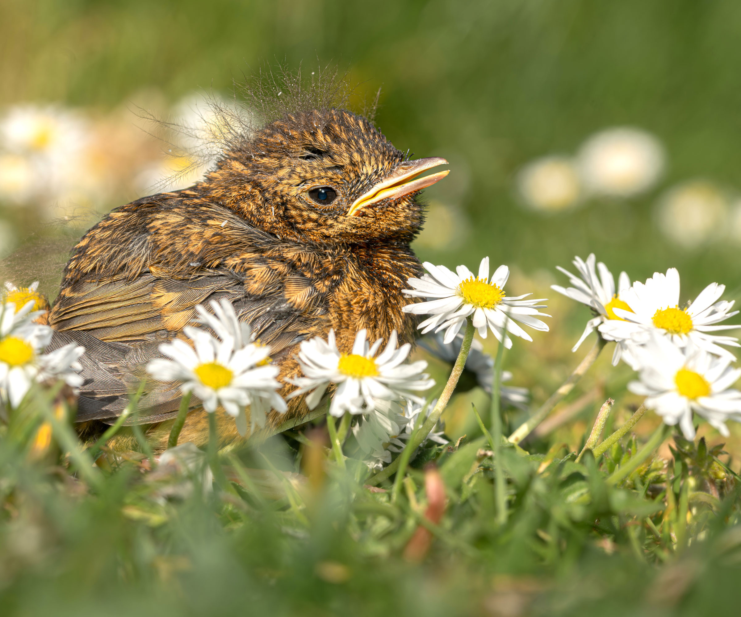 American robin fledgling sitting in daisies in grass