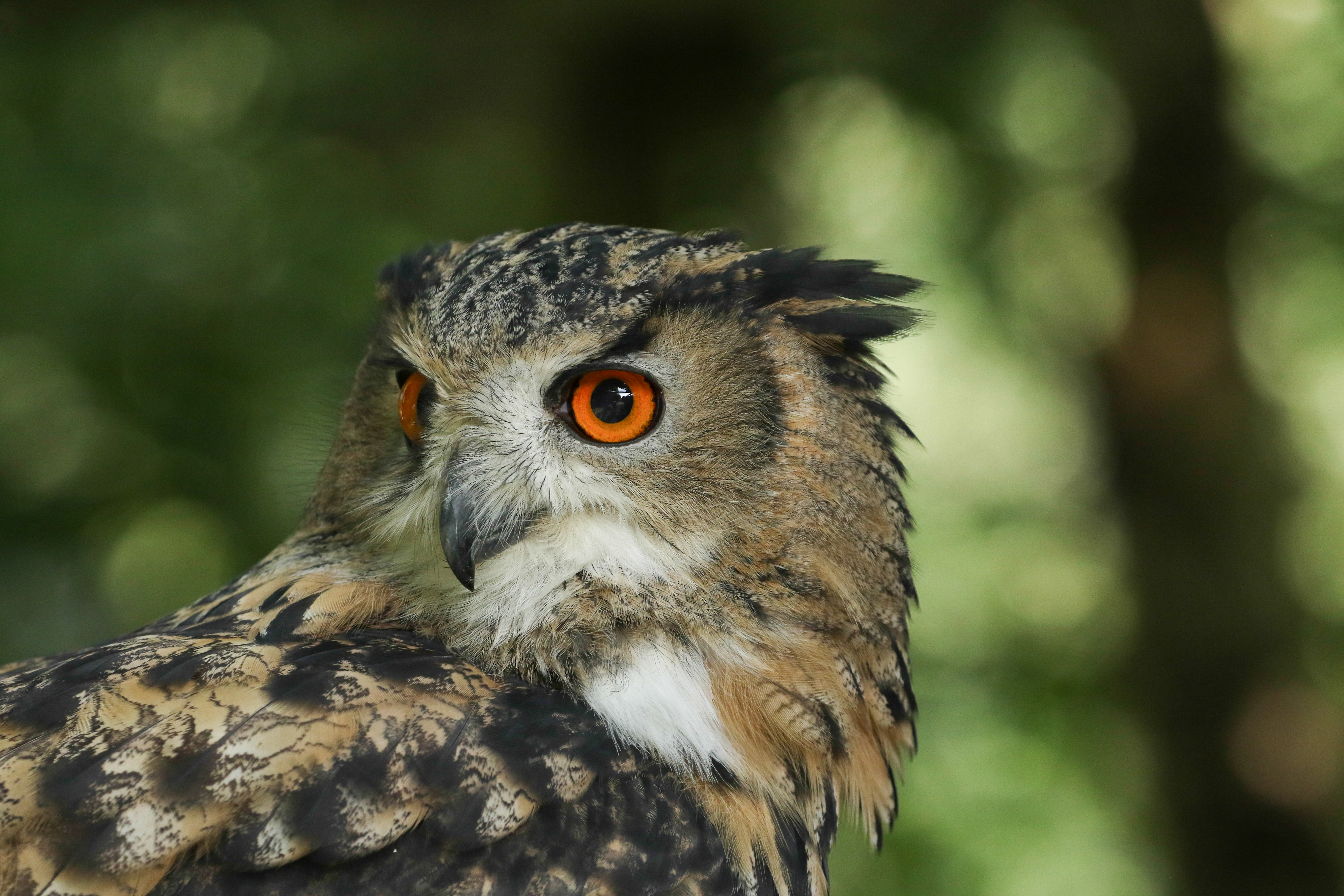 Eurasian eagle owl with piercing orange eyes with ear tufts and speckled feathers looking towards the left