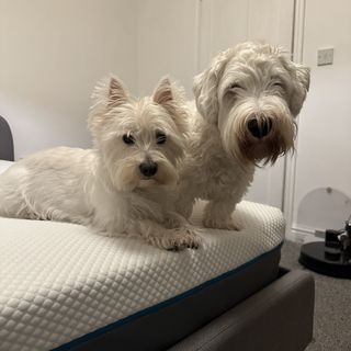 The Simba Hybrid Pro mattress with two white terrier dogs laid on the edge