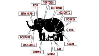 Animal explanations