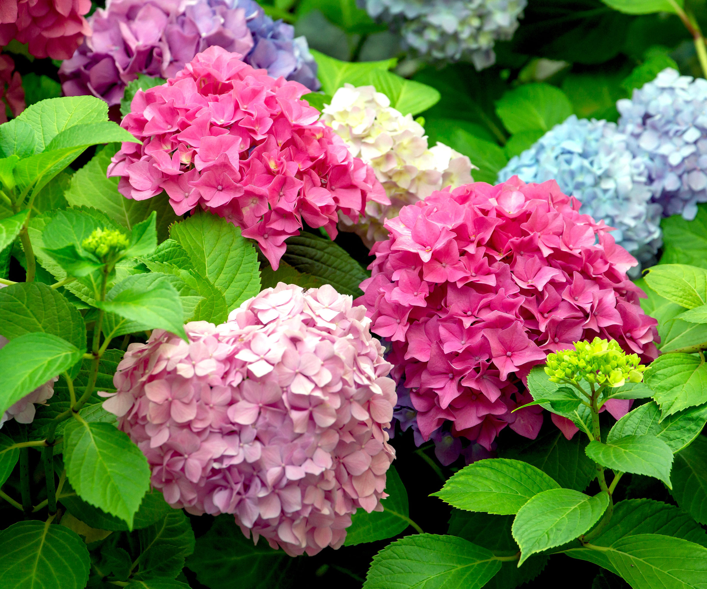 hydrangea macrophylla with pink and blue flower heads