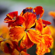 Wallflowers in bloom