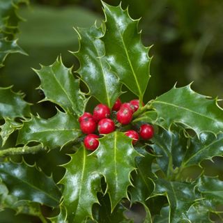 Holly 'Green Alaska' 2L Pot Plant with red berries