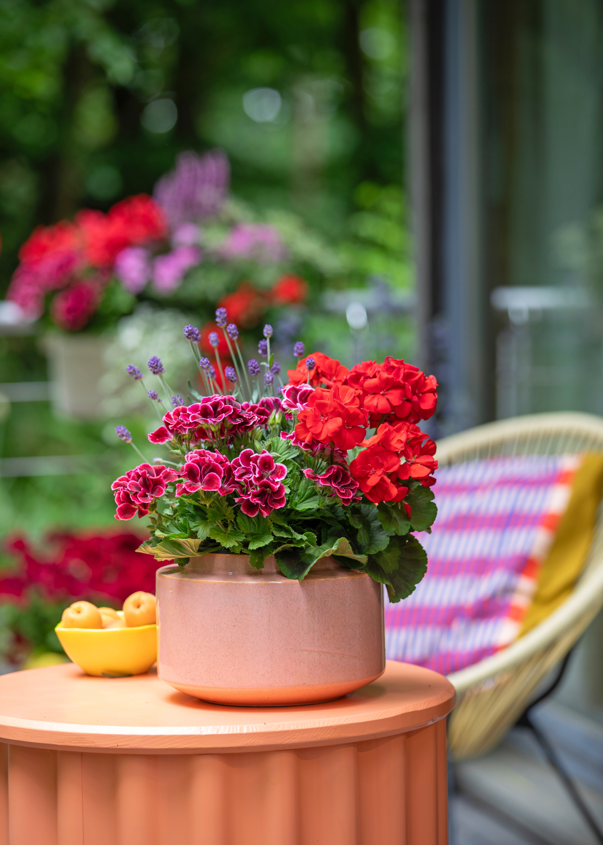A planter with pink pelargoniums