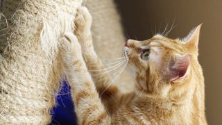 Cat on old scratching post