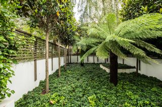landscaping around trees: urban trees in small courtyard