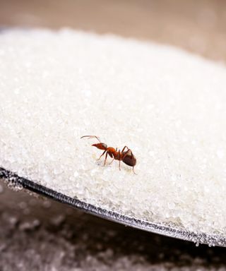 Ant sitting on a spoon full of sugar