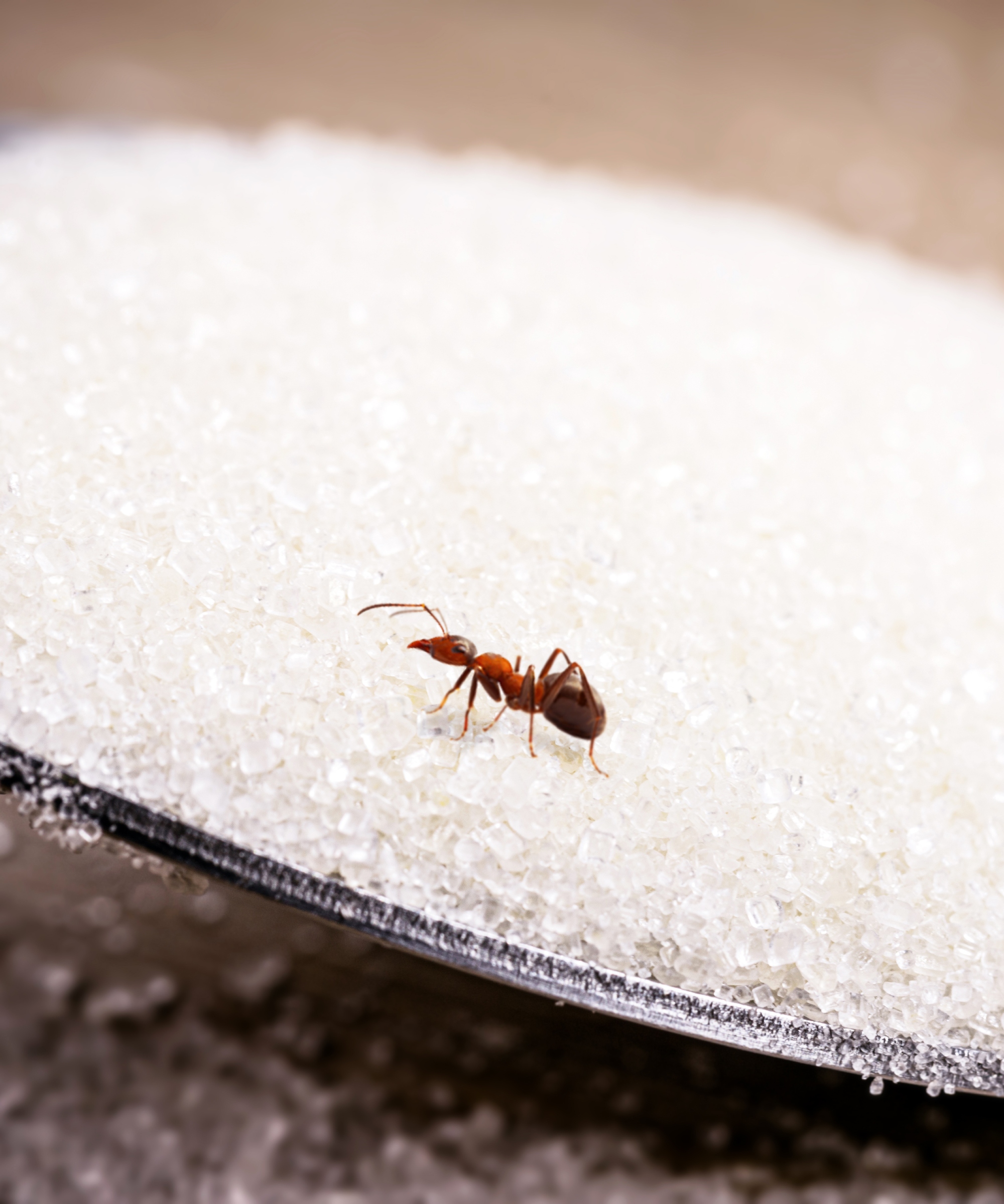 Does baking soda kill ants?