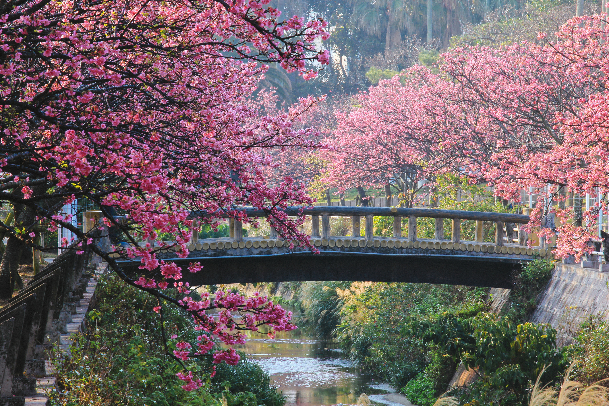 Japan&#039;s earliest cheery blossom in Okinawa