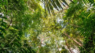 A view of the rainforest canopy near Iquitos, Peru.
