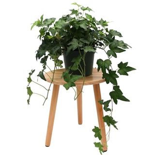 American Plant Exchange English Ivy Needle Point, 6-Inch Pot, Live Indoor & Outdoor Plant, Houseplant with Large Vines, Air-Purifying & Easy Care