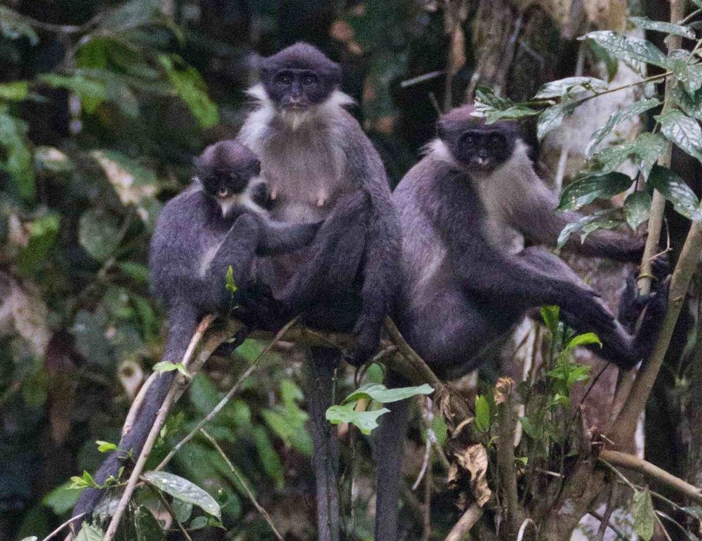 Rediscovered Miller&#039;s grizzled langur