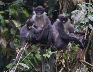 Rediscovered Miller's grizzled langur