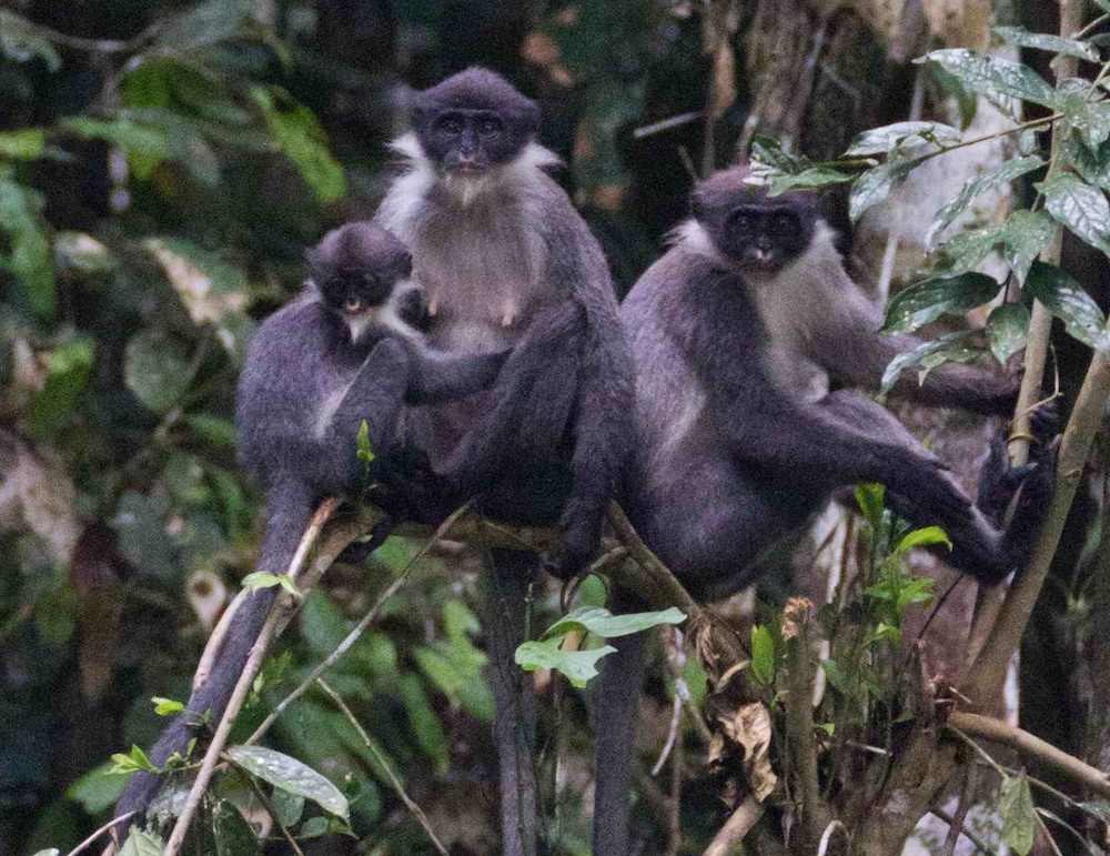 Monkey Feared Extinct Rediscovered | Live Science