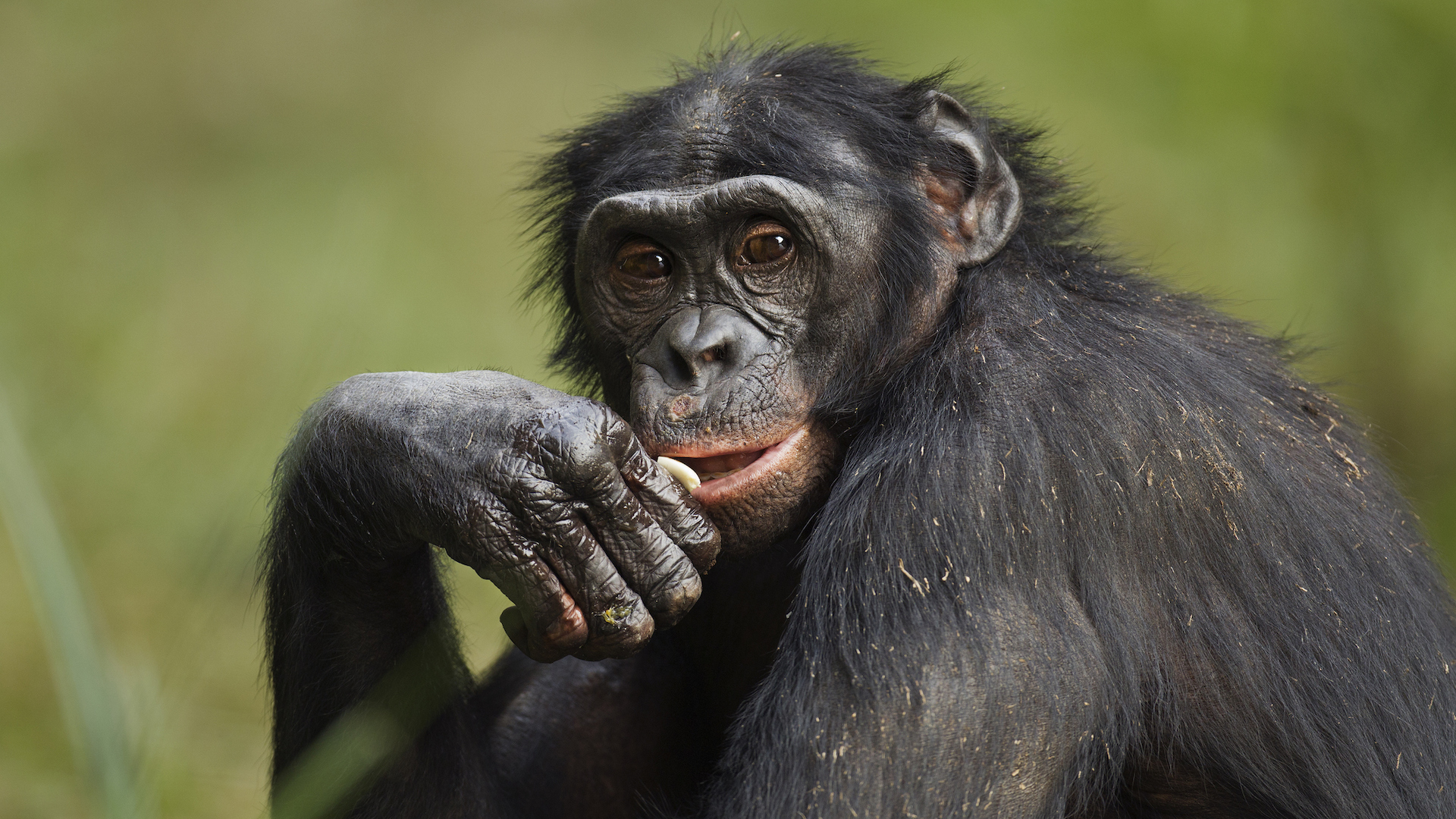 A photograph of a sitting male bonobo