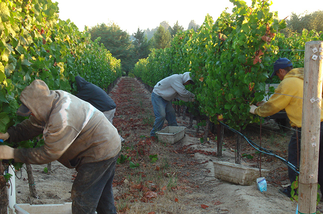 California, Sonoma County Kutch Wines Vineyard