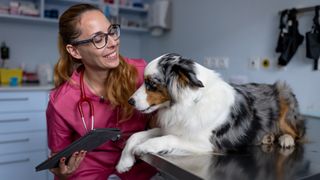 Dog being examined by a veterinarian