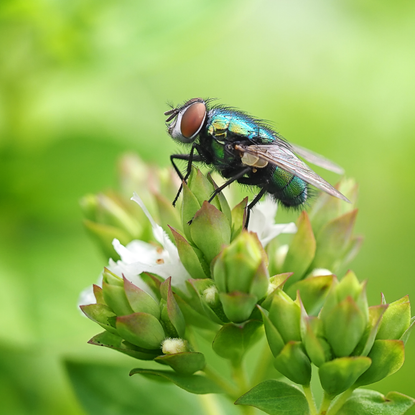 Close-up of a bottle fly on a plant.