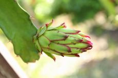 Insects On Dragon Fruit