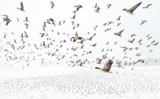 A flock of geese flying in Norway