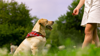 Owner feeding a labrador a treat in the park