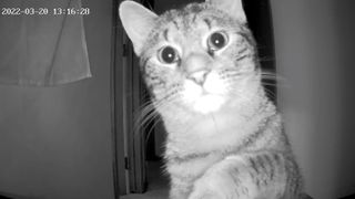 cat finds hidden pet camera