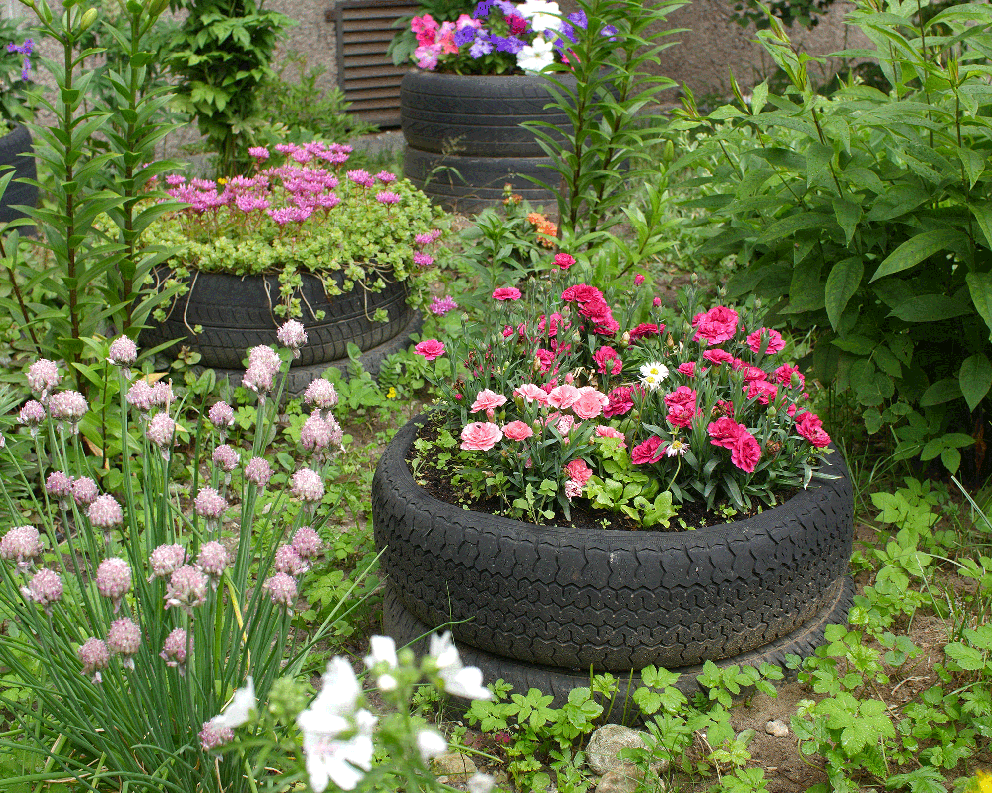 Rubber automobile tyres used as planters to house a variety of outdoor flowers and plants
