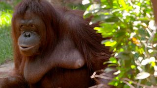TV tonight A Bornean orangutan.