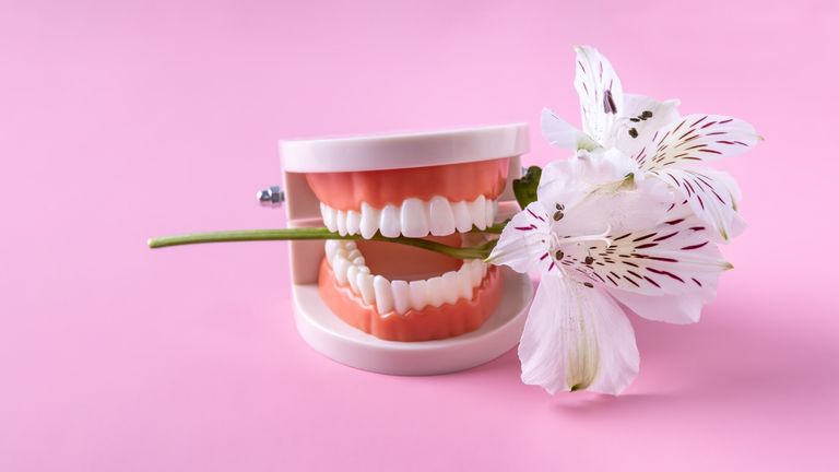 Teeth falling out dream: plastic model of a tooth and an alstroemeria flower on a pink background