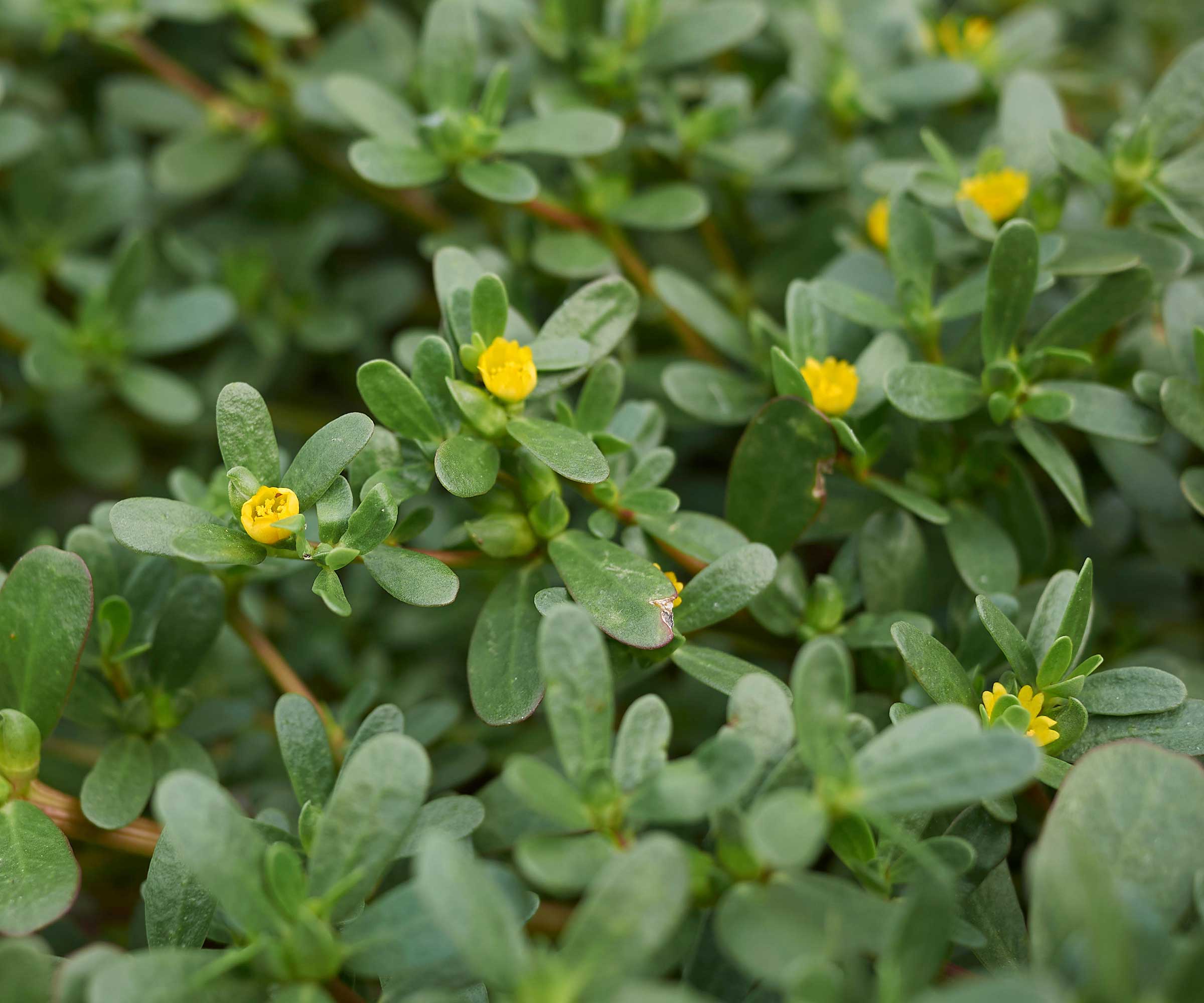 purslane, Portulaca oleracea, with yellow flowers