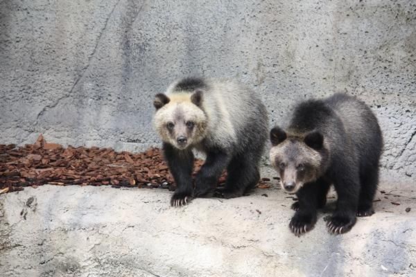 bear-cubs-110801-02