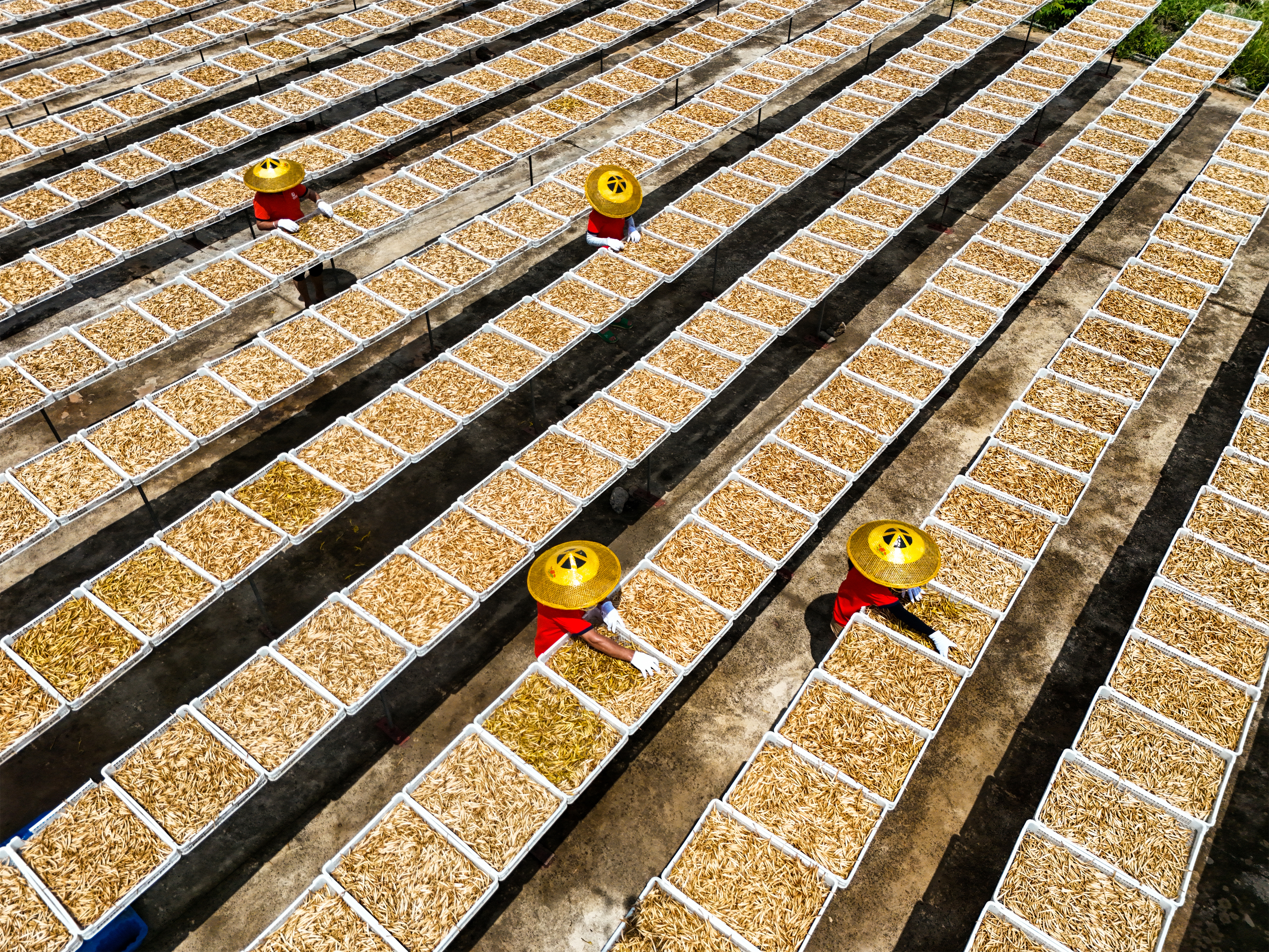 Workers drying daylily at a food processing enterprise in Hengyang, in the Hunan Province of China