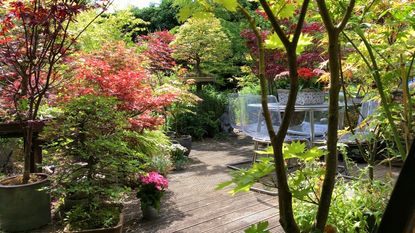 Sunny backyard with Japanese maples and cozy seating area