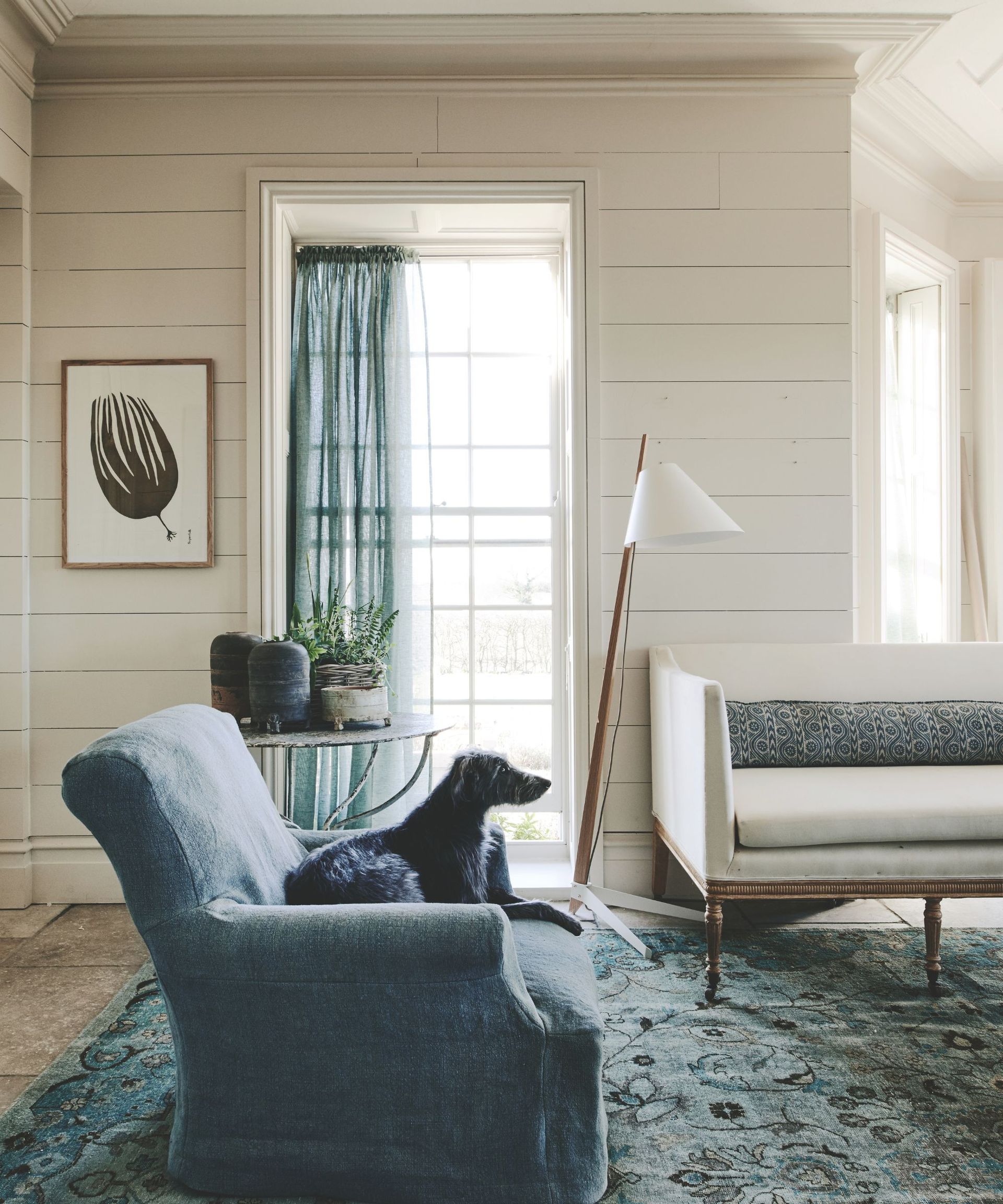 Living room with blue patterned carpet, blue linen armchair with dog sitting on it, white ship lap walls and floor lamp