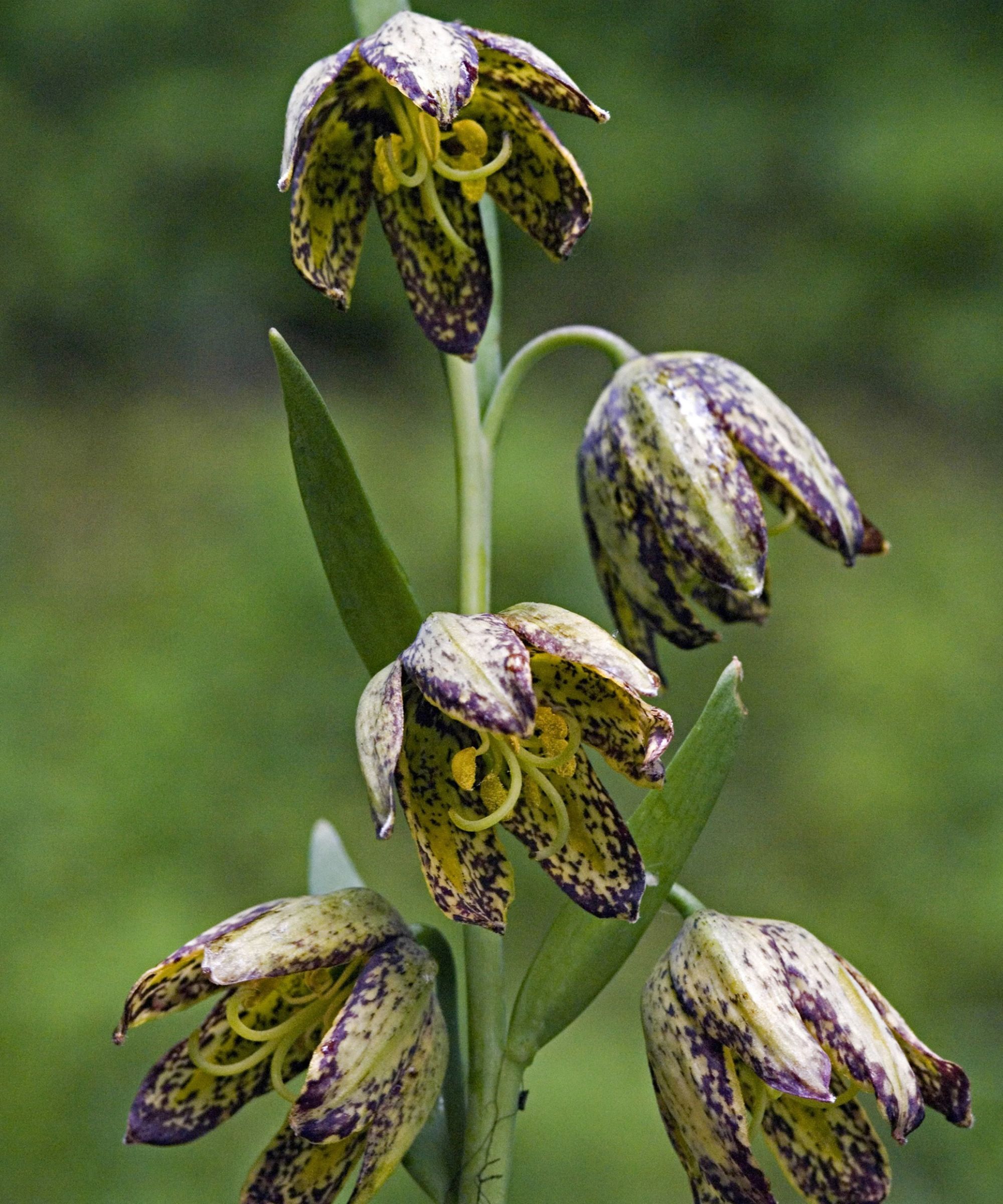 Chocolate Lily