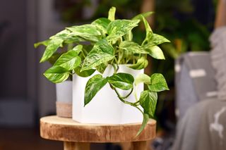 Tropical 'Epipremnum Aureum Marble Queen' pothos houseplant in flower pot