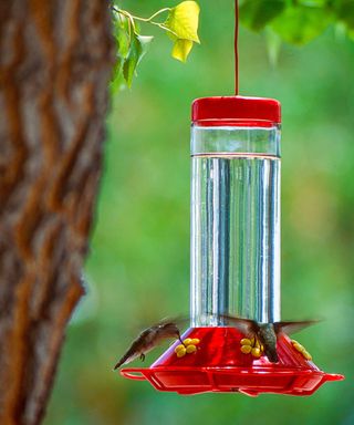 A brown tree with green leaves with a red and clear glass hummingbird feeder hanging from it, with two hummingbirds feeding from it