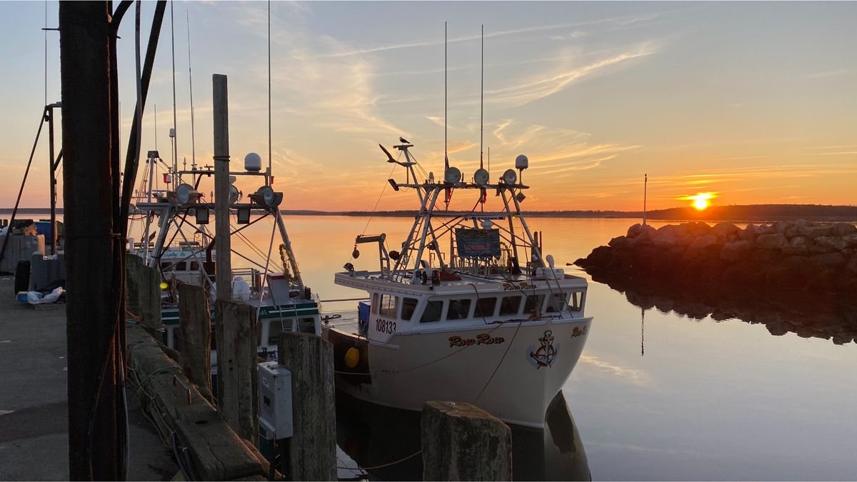 How to watch Shark Fest 2023: National Geographic’s month of shark