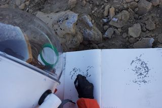 Drawing lichen distribution with the magnifying glass (as opposed to the hand lens).