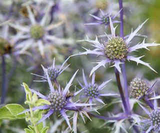 close up of steel blue flowers of eryngium amethystinum