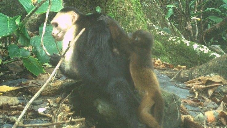 Capuchins have started abducting newborn howler monkeys in bizarre, deadly fad