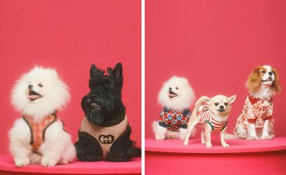 White dog and black dog in Gucci fashion pet wear