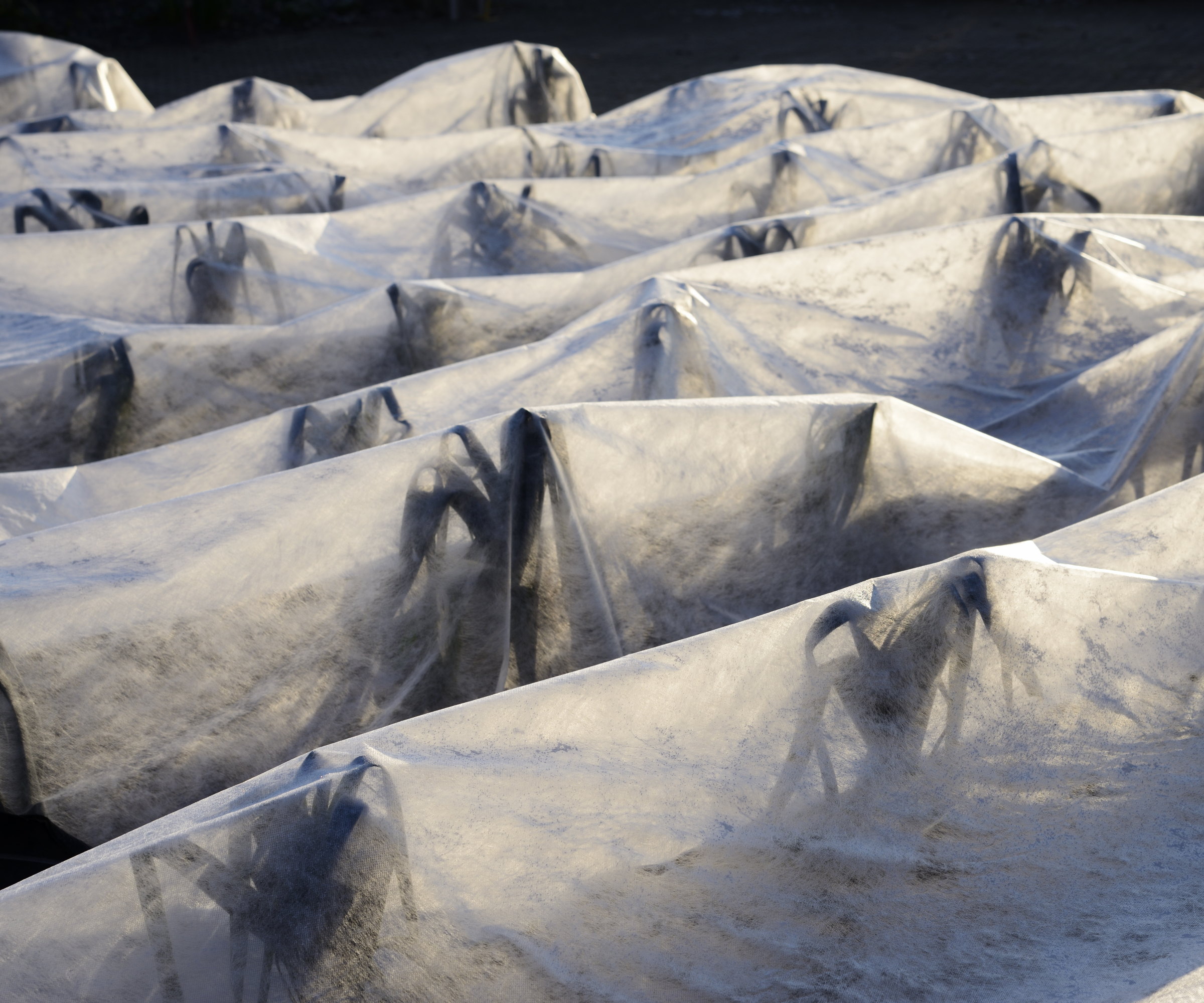 Plants are covered with row covers to protect them from winter frosts