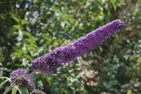 Purple Butterfly Bush