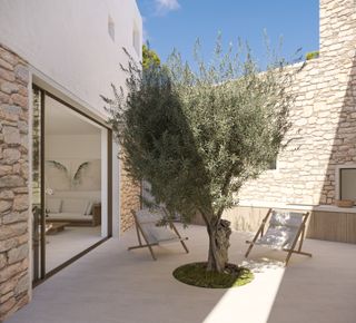 A patio with an olive tree and sun loungers