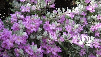 A Texas sage shrub in a garden border, with silver foliage and purple blooms