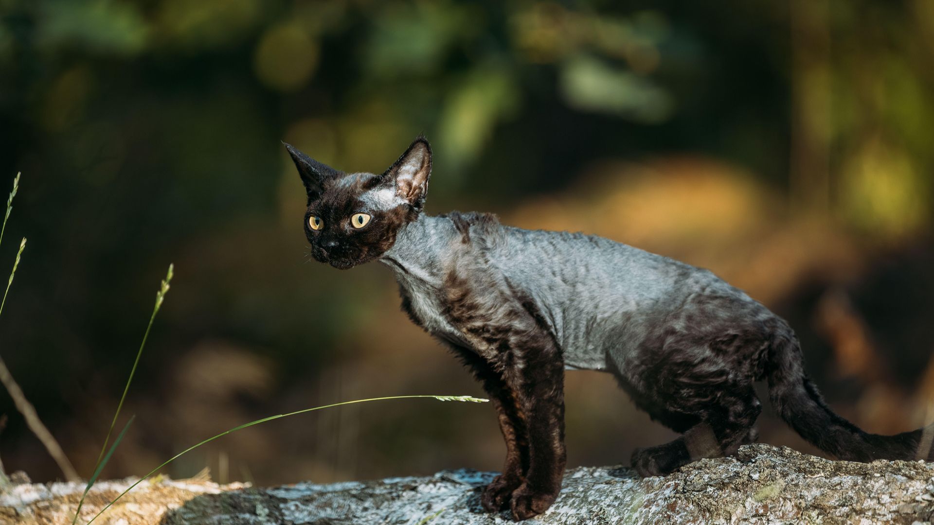 Black Devon Rex cat standing on a tree branch