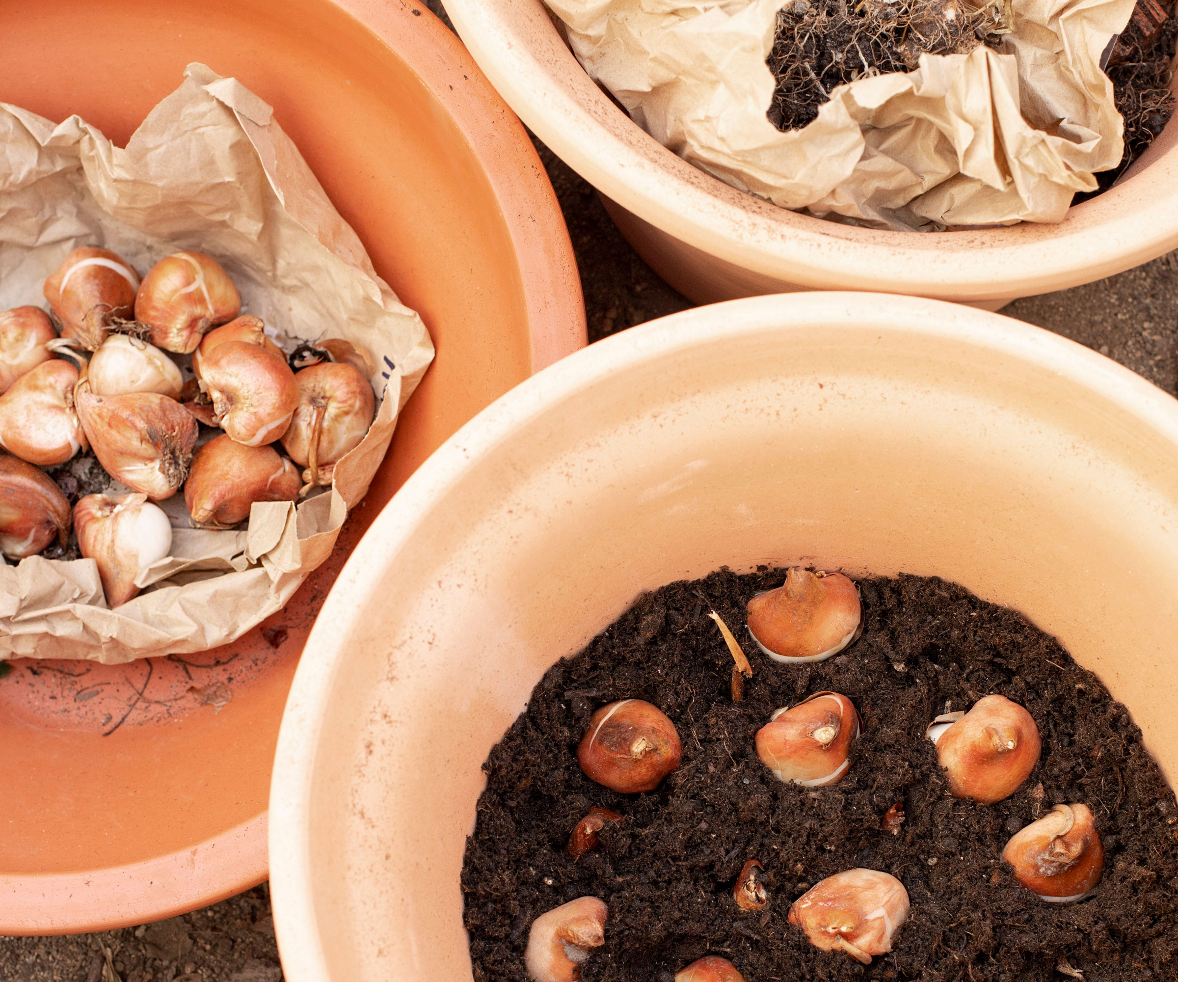 bulbs being added to container bulb lasagne