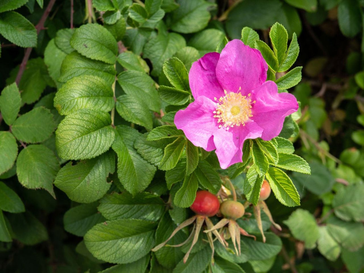 A Midwest Pink Rose